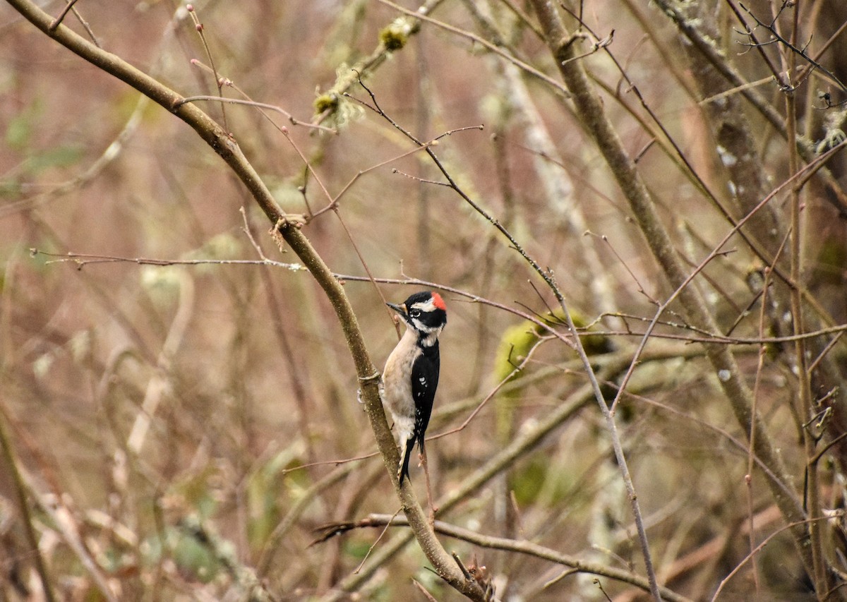 Downy Woodpecker - Anonymous