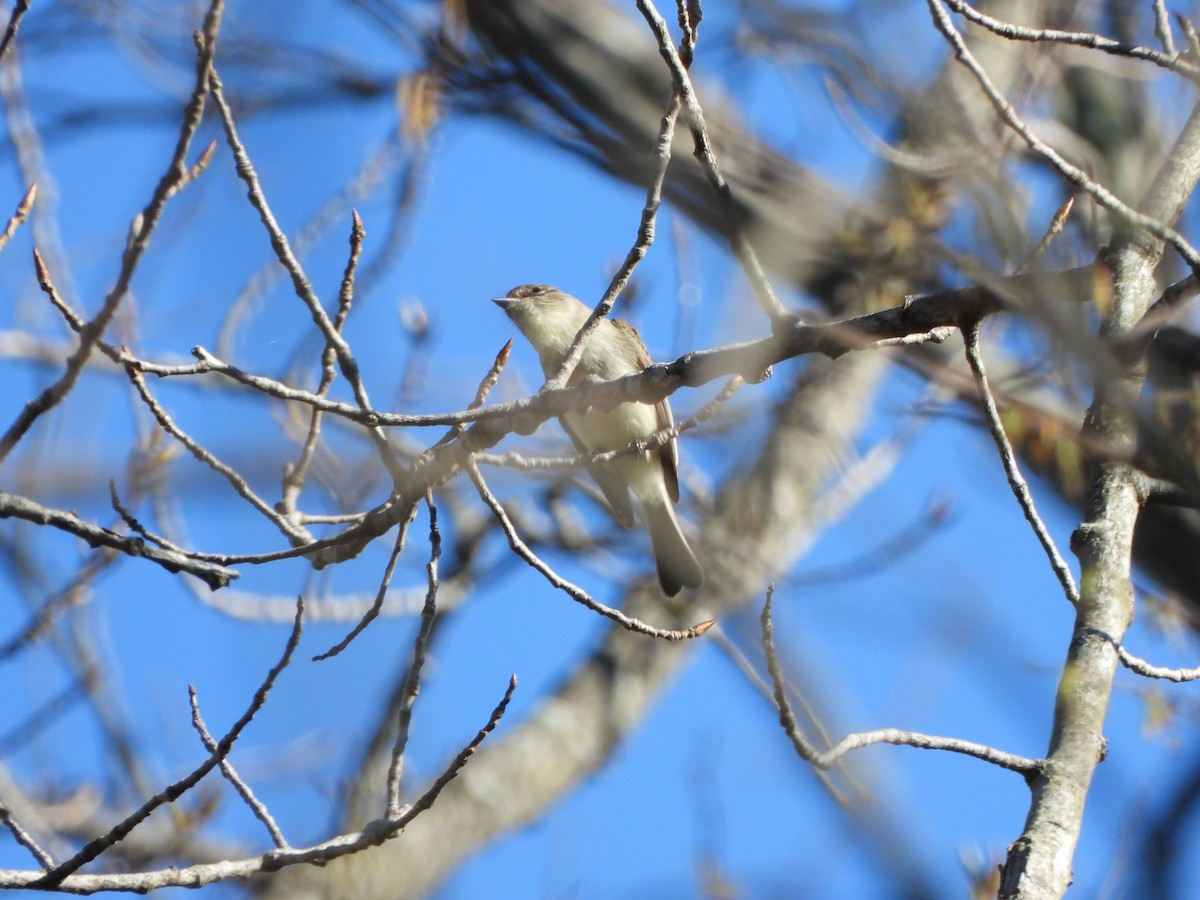 Eastern Phoebe - Rick Luehrs