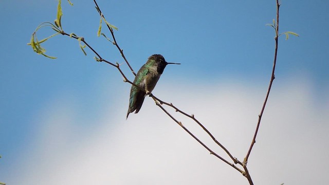 Anna's Hummingbird - ML616130964