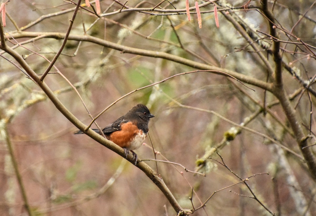 Spotted Towhee - ML616130967