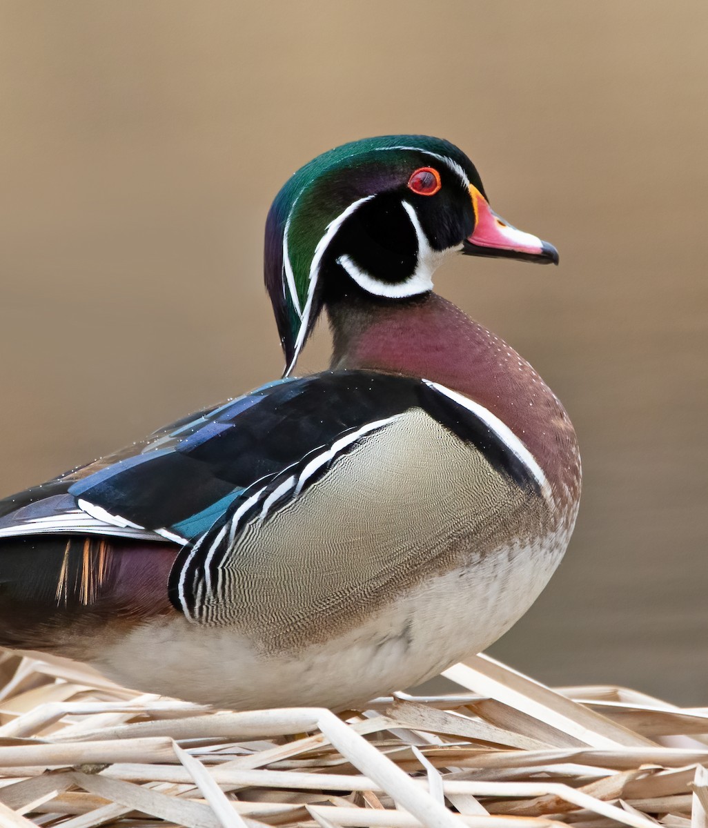 Wood Duck - ML616130969