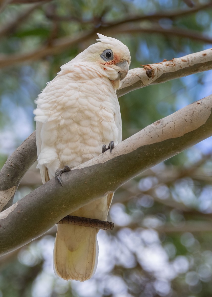 Little Corella - ML616130993