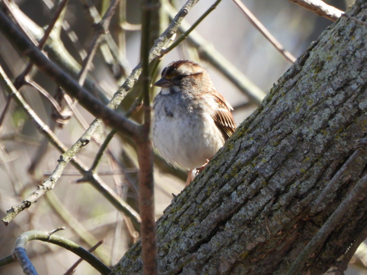 White-throated Sparrow - ML616130994