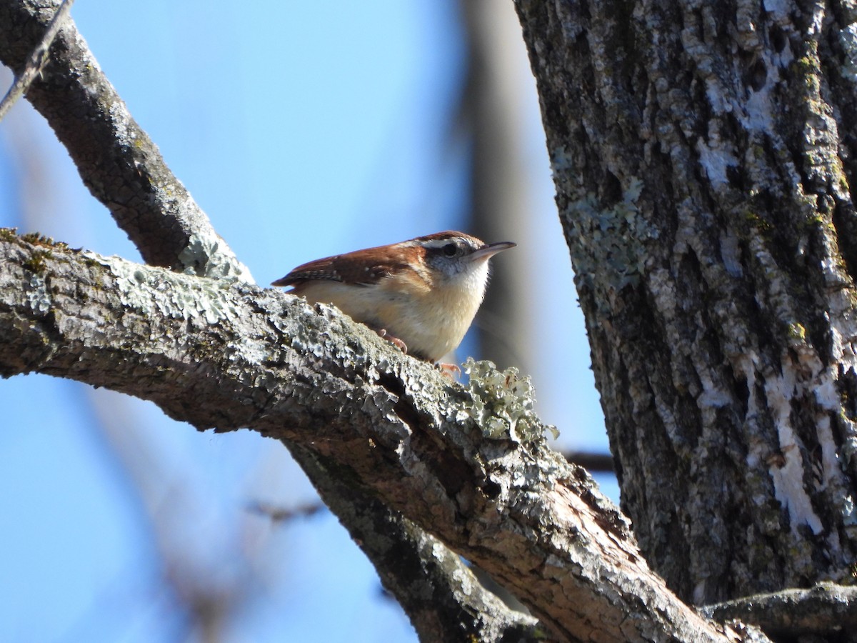 Carolina Wren - ML616131004