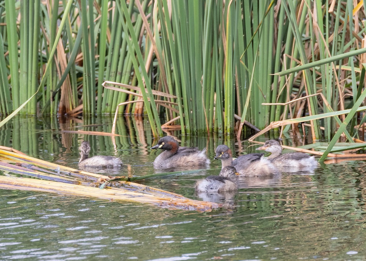 Australasian Grebe - ML616131010