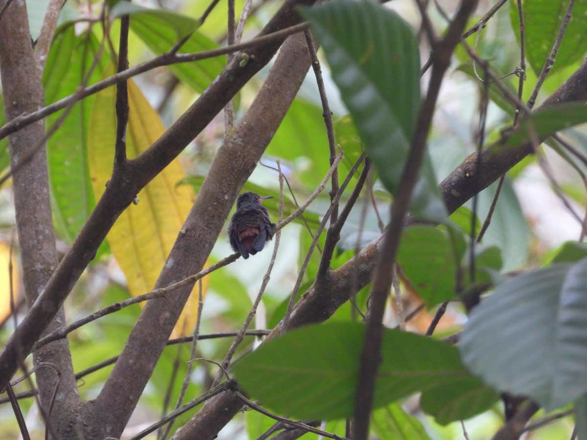 Rufous-tailed Hummingbird - ML616131012