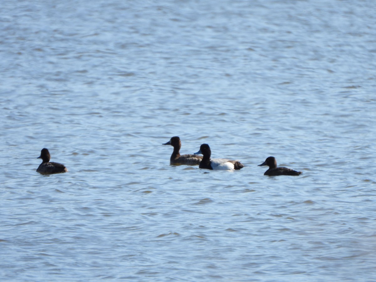 Lesser Scaup - ML616131013