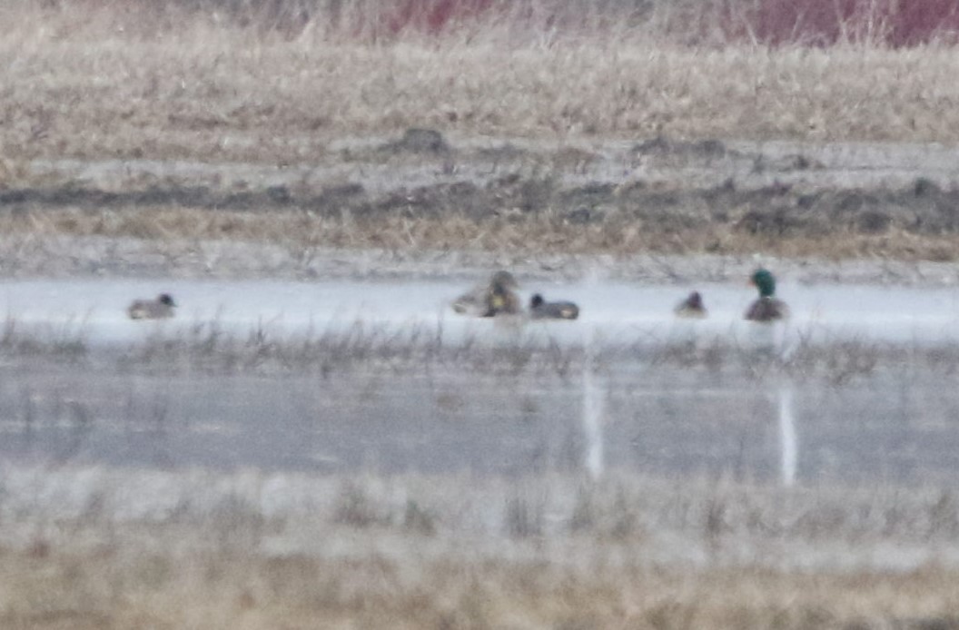 Green-winged Teal - ML616131025