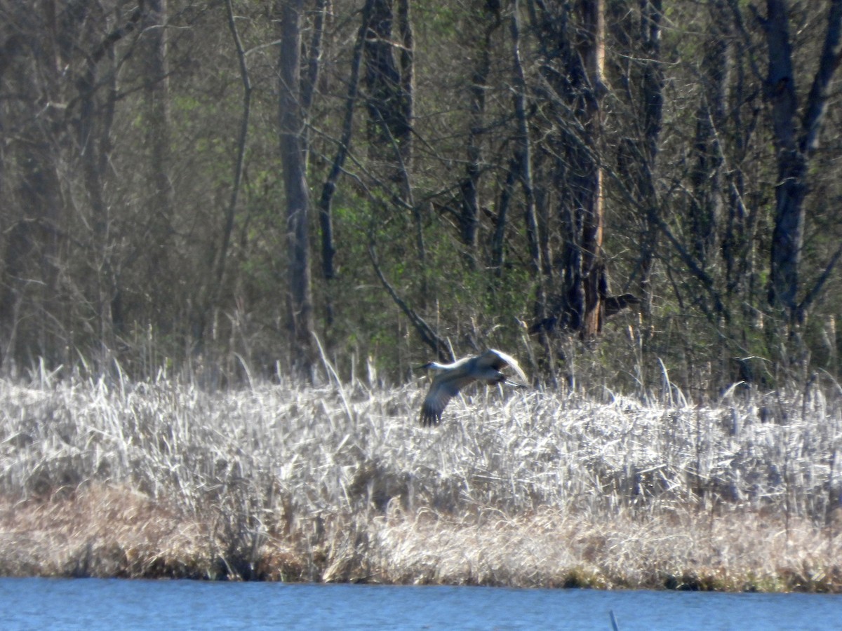 Sandhill Crane - ML616131039