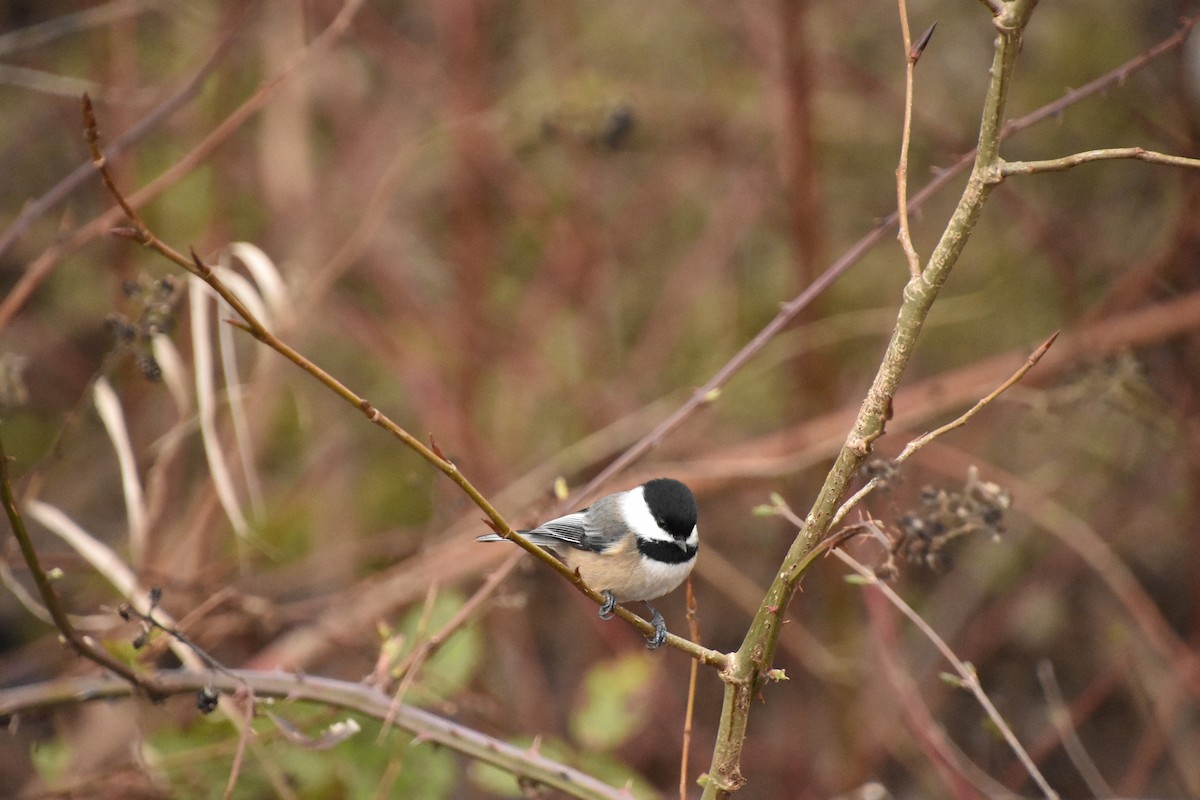 Black-capped Chickadee - ML616131040