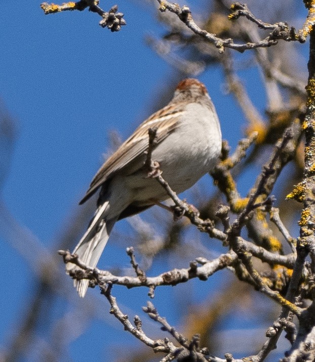 Chipping Sparrow - Eric Goodill