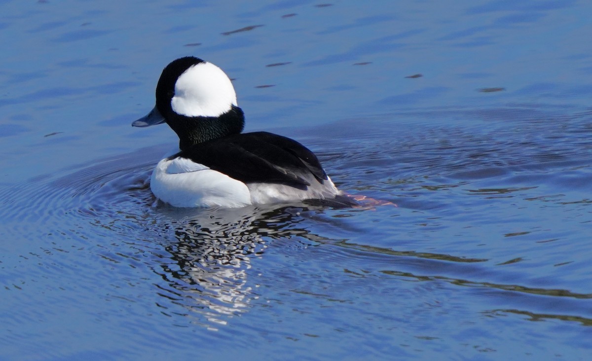 Bufflehead - ML616131107