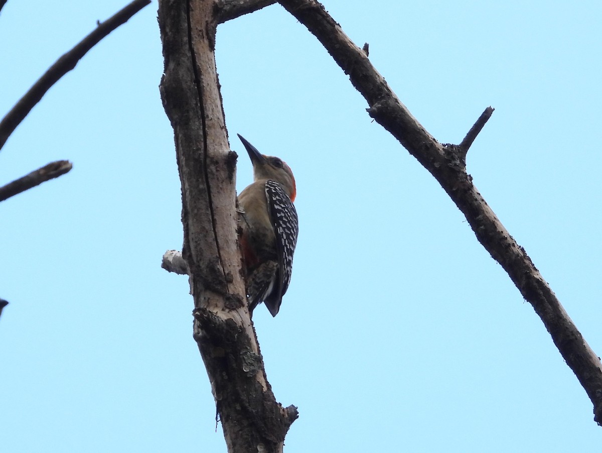 Red-crowned Woodpecker - ML616131126