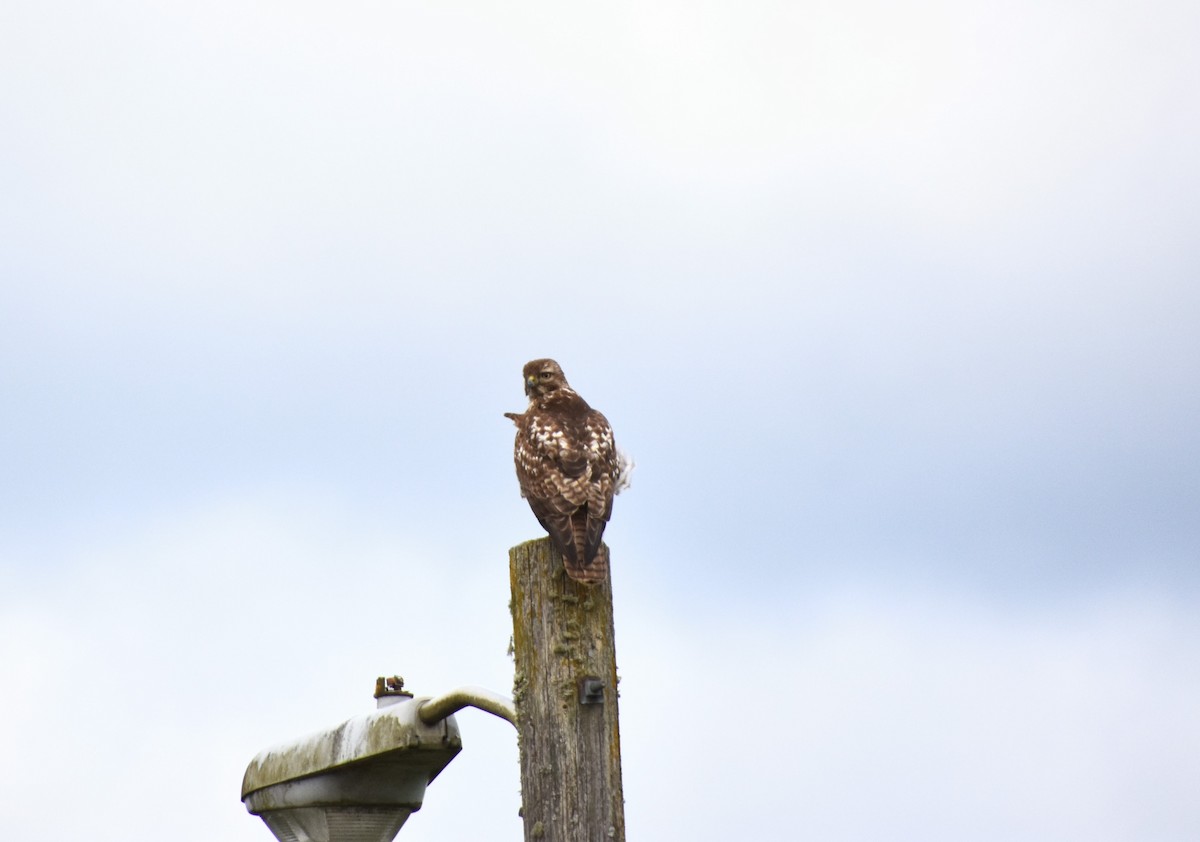 Red-tailed Hawk - ML616131129