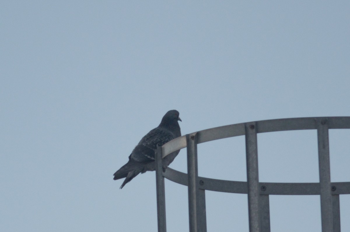 Rock Pigeon (Feral Pigeon) - ML616131195