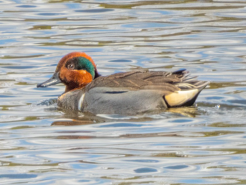 Green-winged Teal - ML616131202