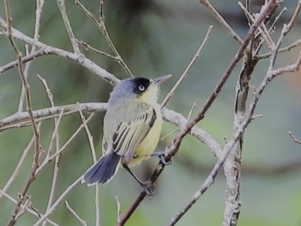 Common Tody-Flycatcher - ML616131206