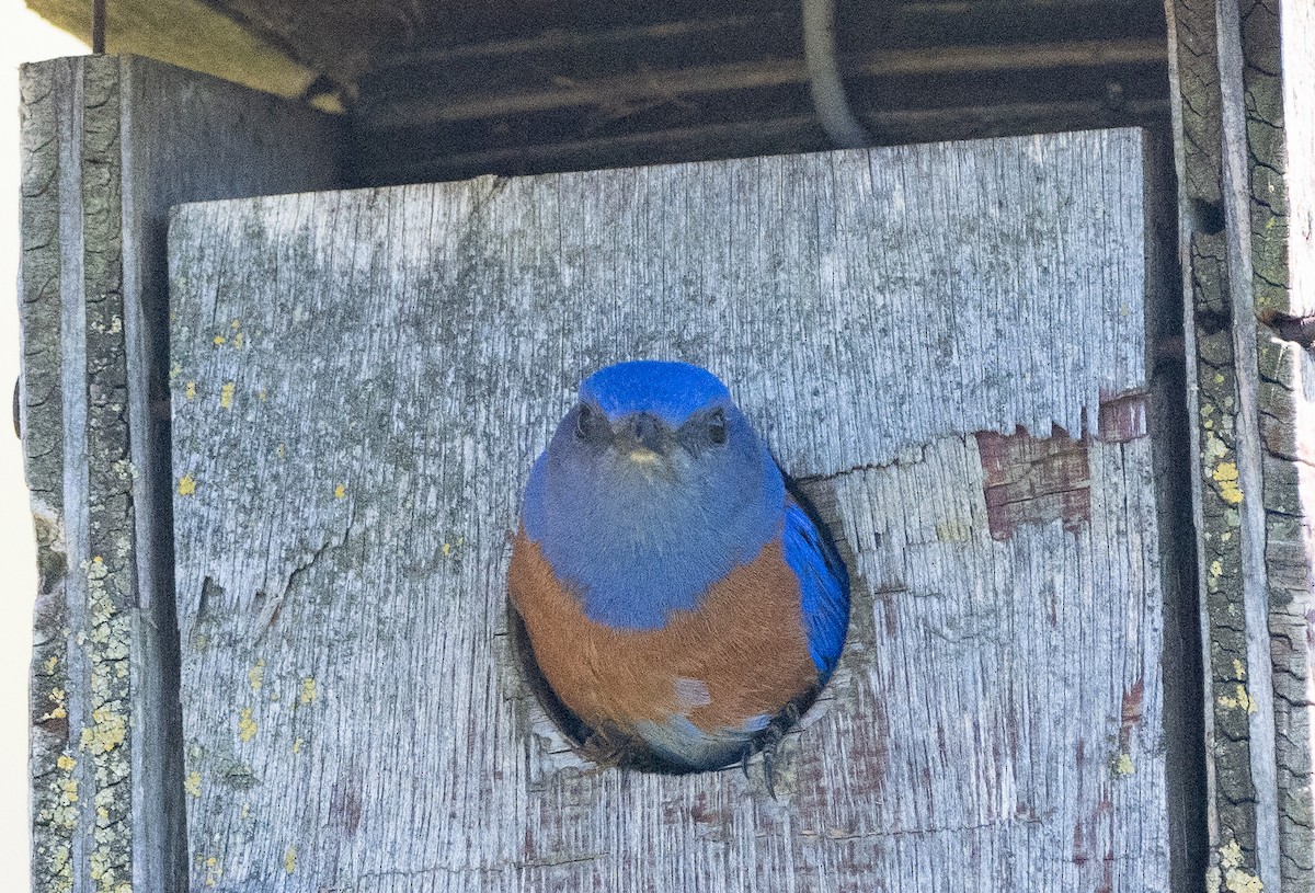 Western Bluebird - ML616131251