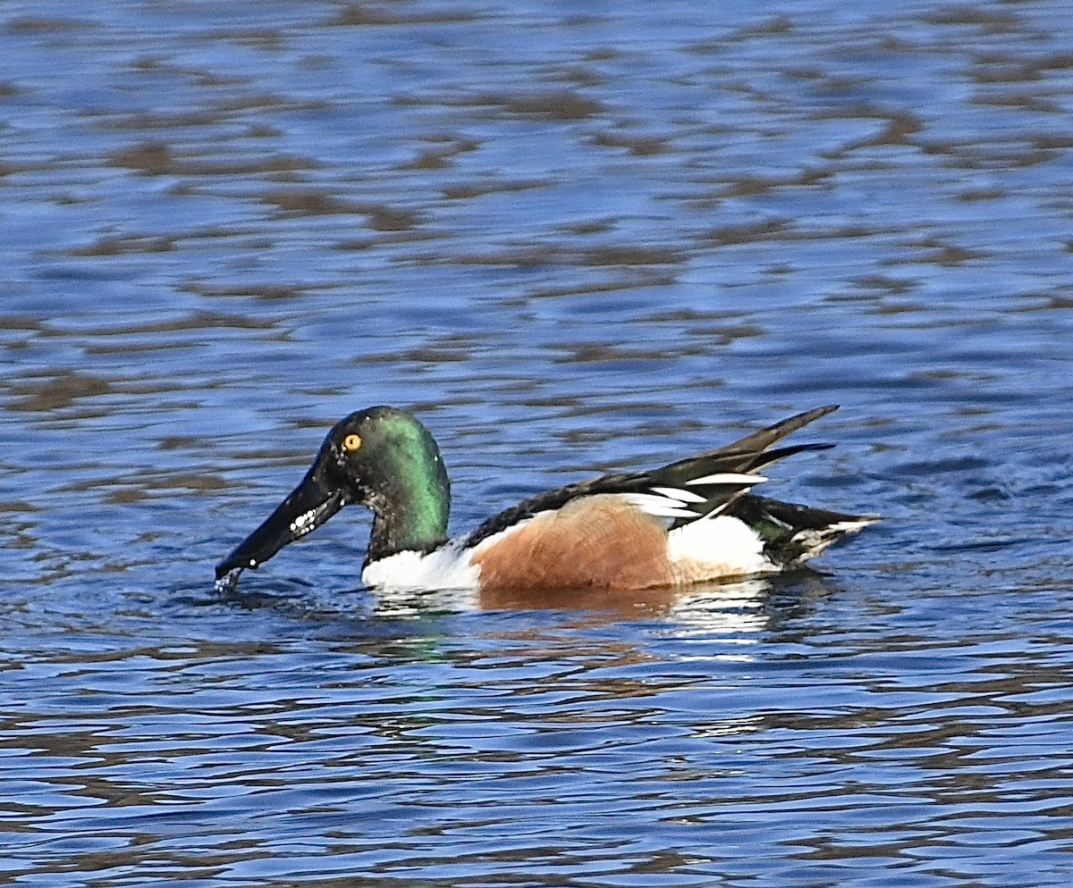 Northern Shoveler - Jonathan Heller