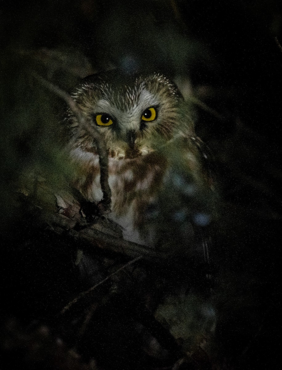 Northern Saw-whet Owl - Esther Sumner
