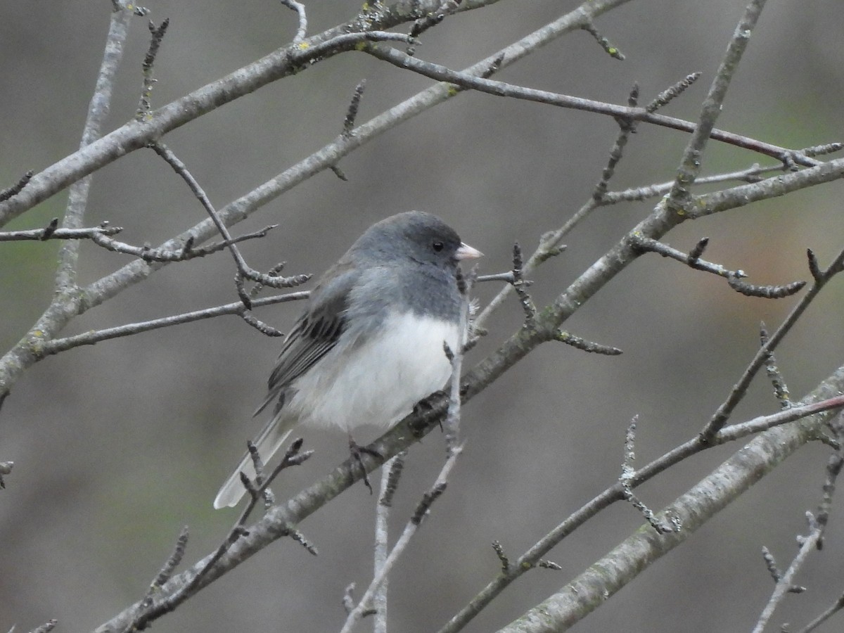 Dark-eyed Junco - ML616131385