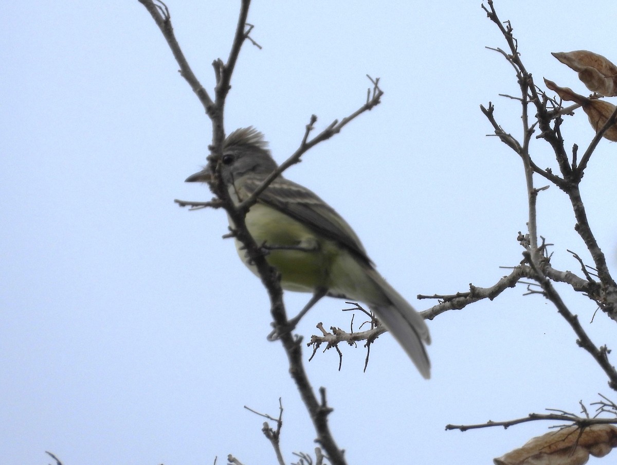 Yellow-bellied Elaenia - ML616131515