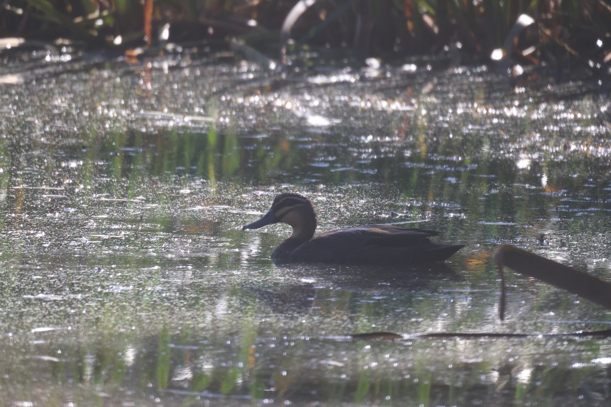 Pacific Black Duck - GEOFFREY SHINKFIELD