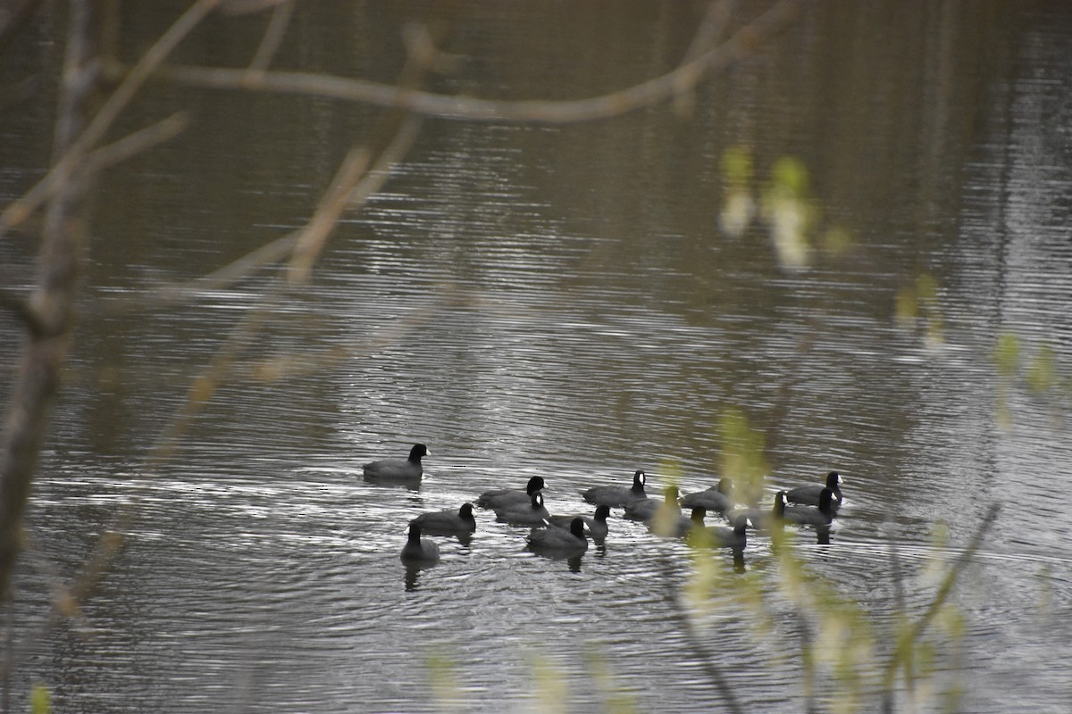 American Coot - Anonymous