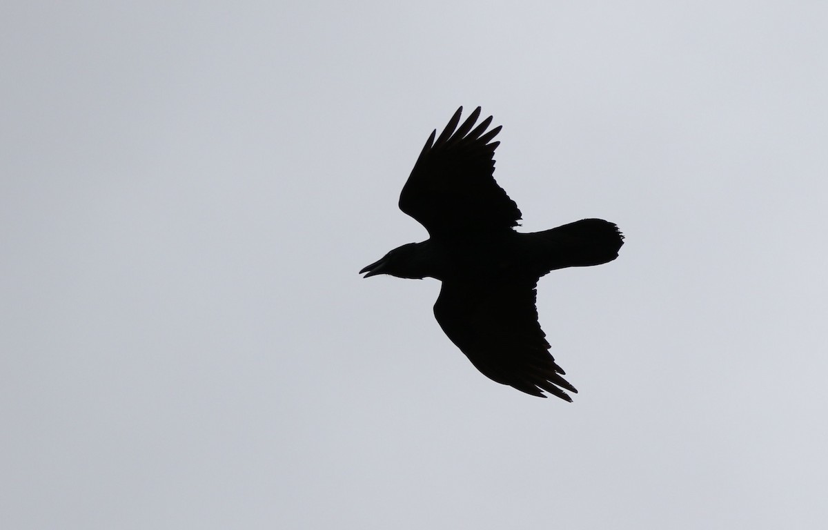 Common Raven - ML616131529