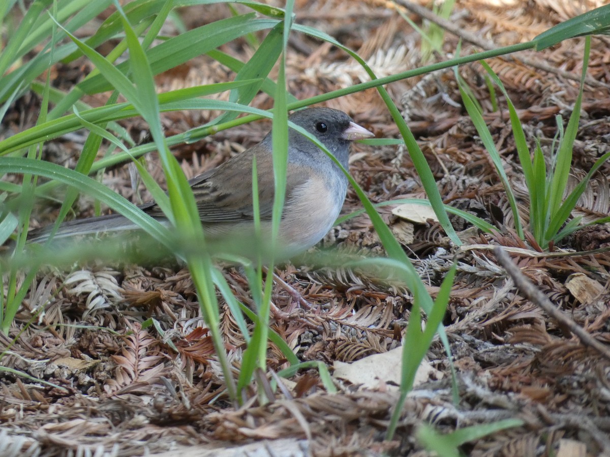 Junco Ojioscuro (grupo oreganus) - ML616131533