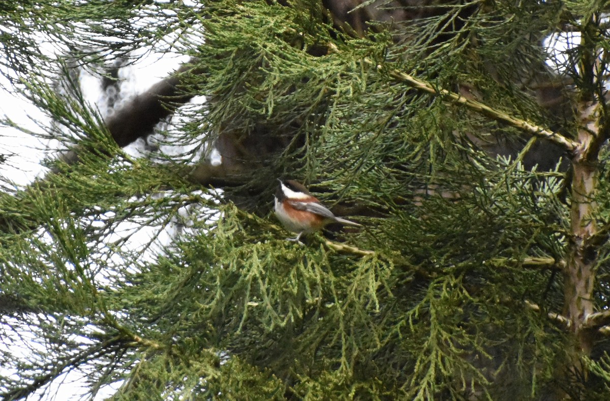 Chestnut-backed Chickadee - ML616131540