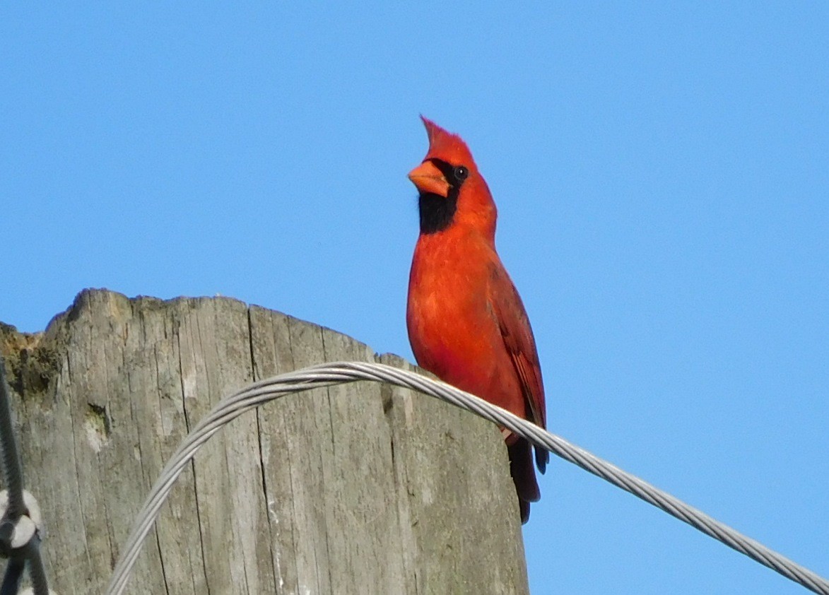 Cardinal rouge - ML616131578