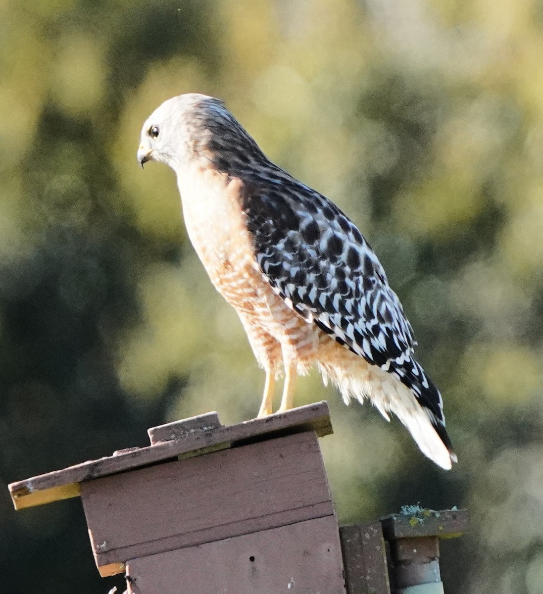 Red-shouldered Hawk - ML616131593