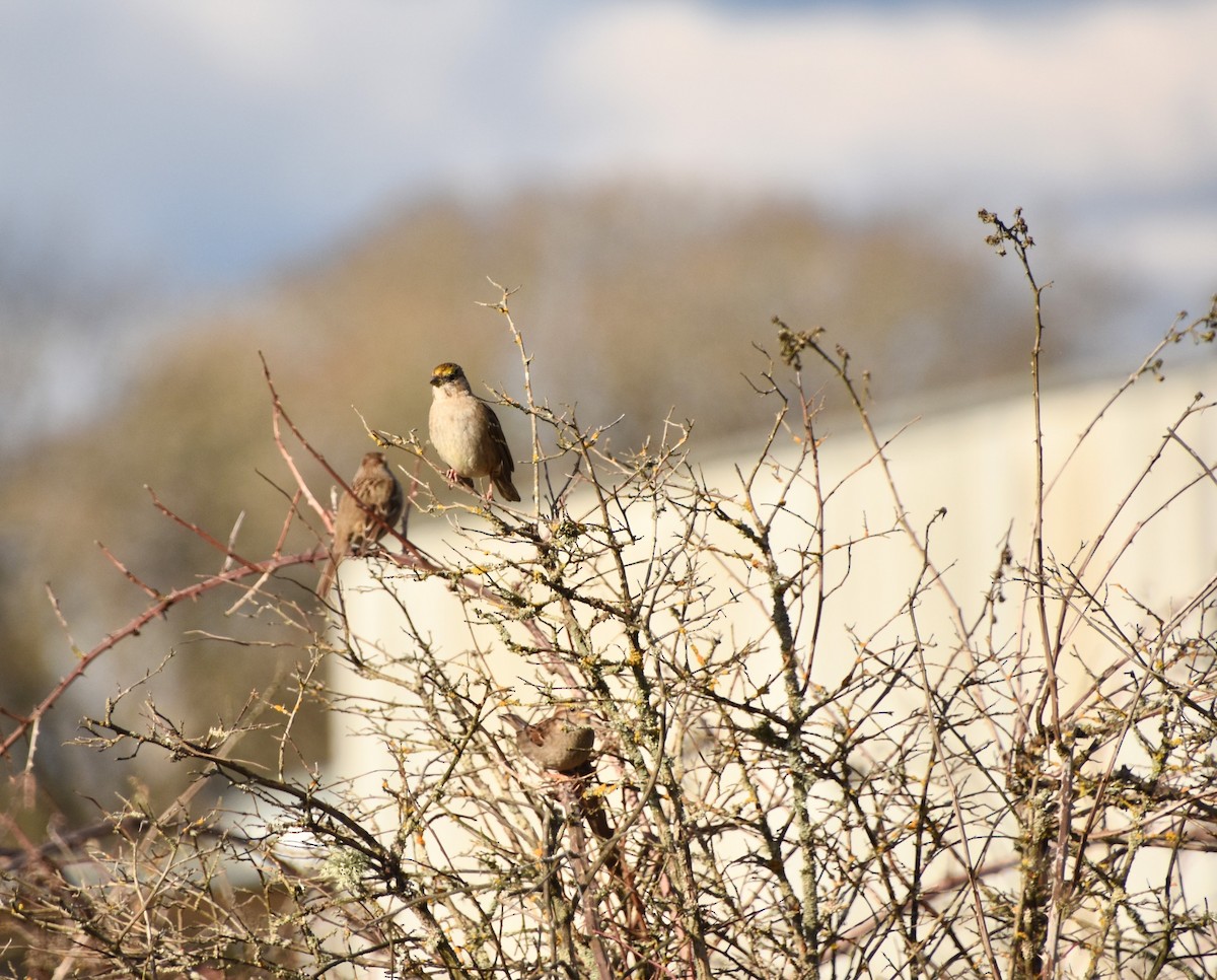 Golden-crowned Sparrow - ML616131608