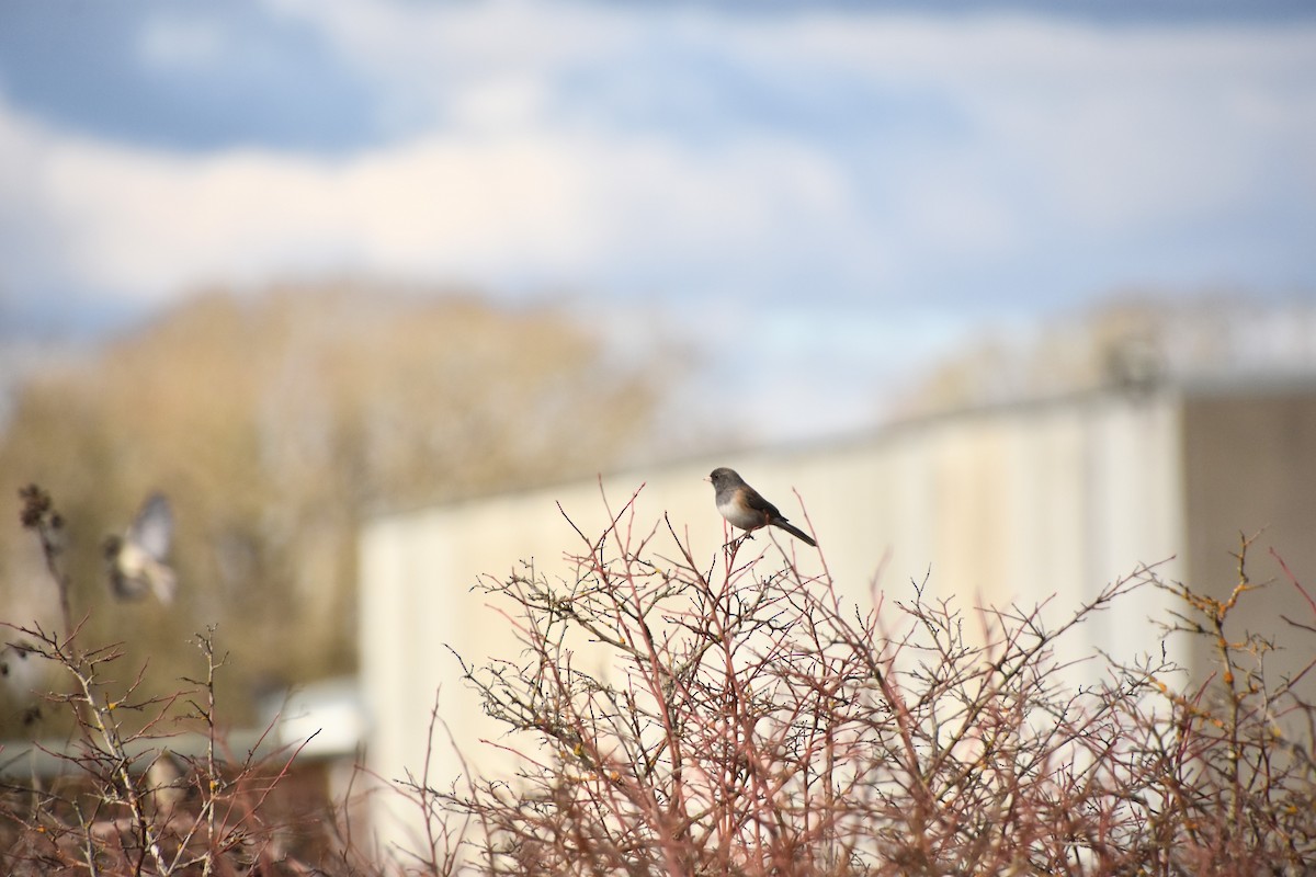 Dark-eyed Junco (Oregon) - ML616131621