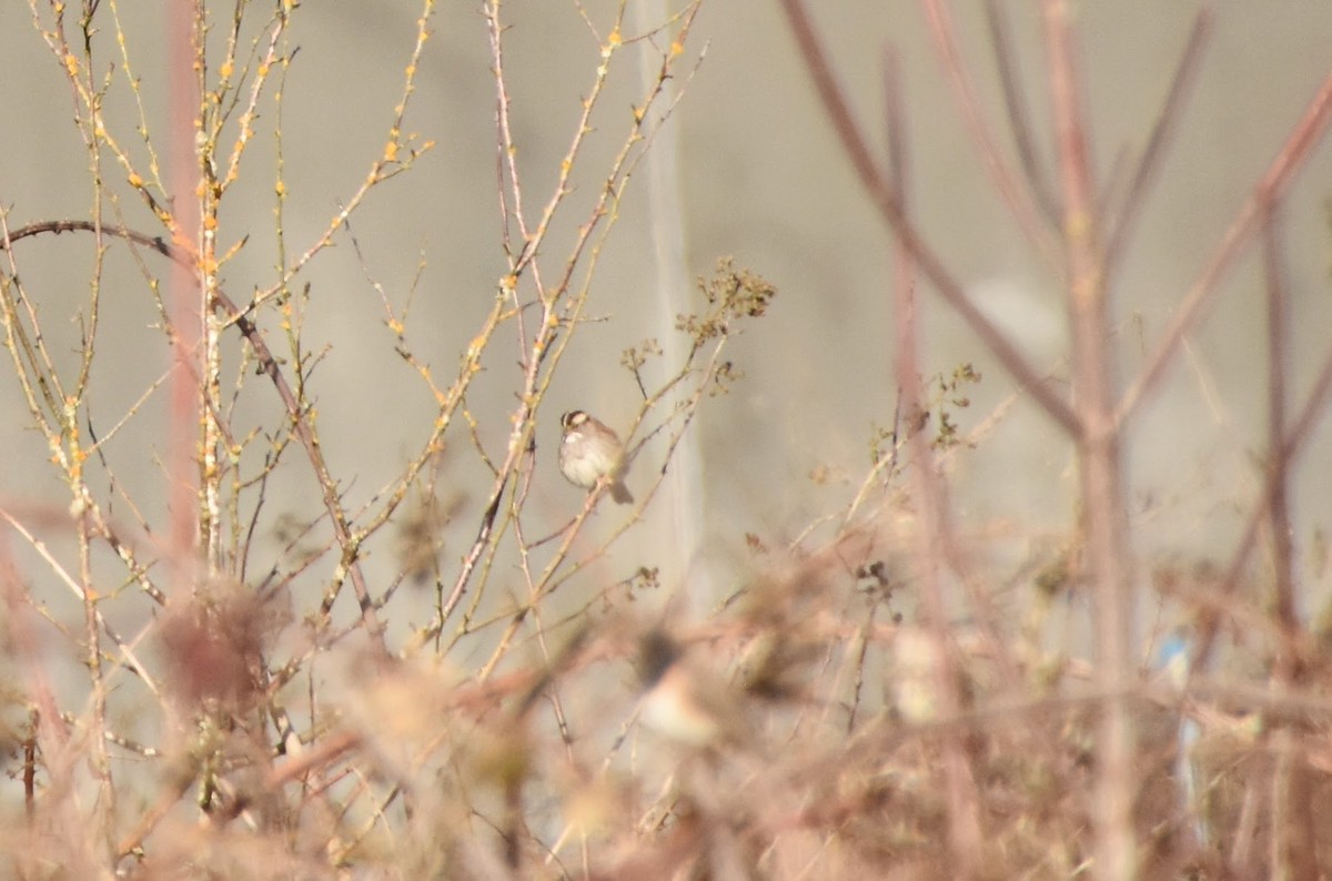 White-throated Sparrow - ML616131627