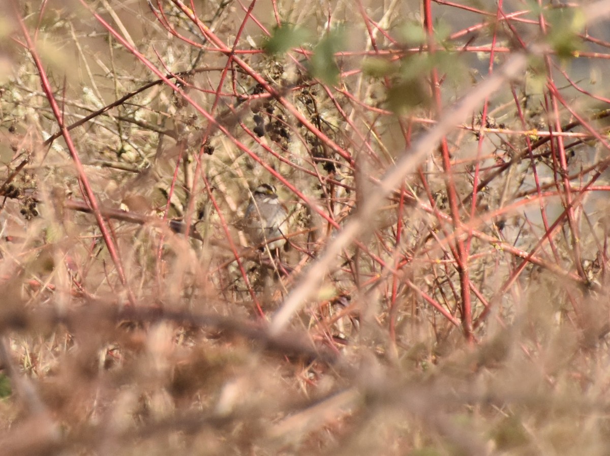 White-throated Sparrow - ML616131628