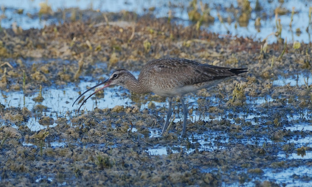 Whimbrel - ML616131676