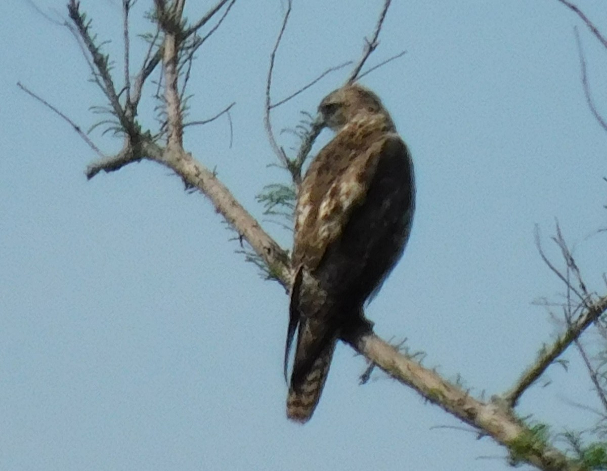 Red-tailed Hawk - Kathy Rhodes