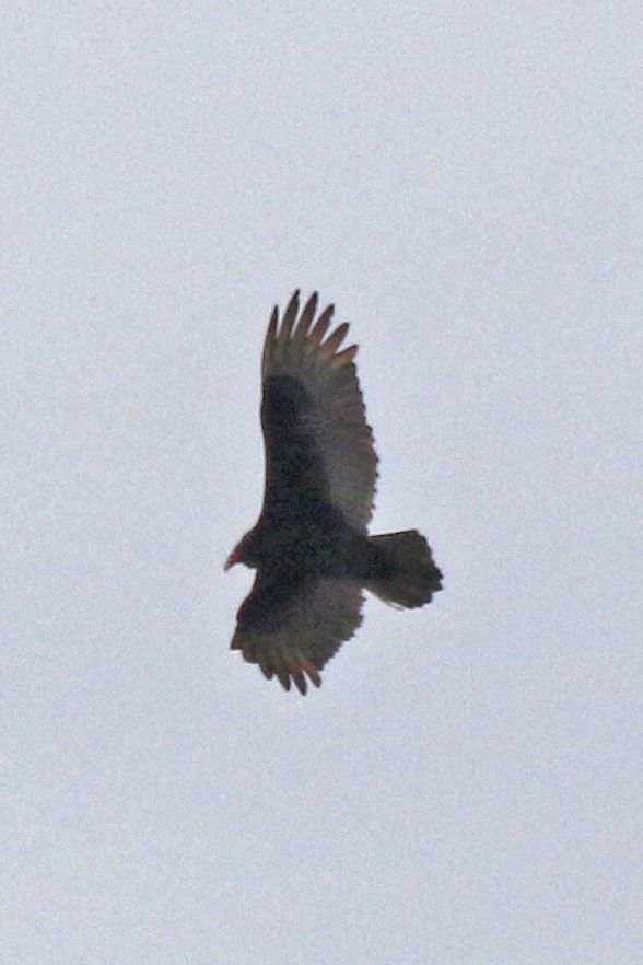 Turkey Vulture - ML616131870