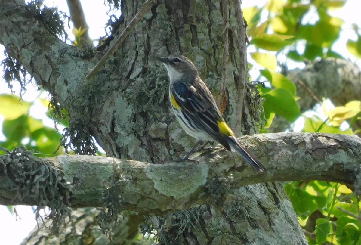 Yellow-rumped Warbler - ML616131872