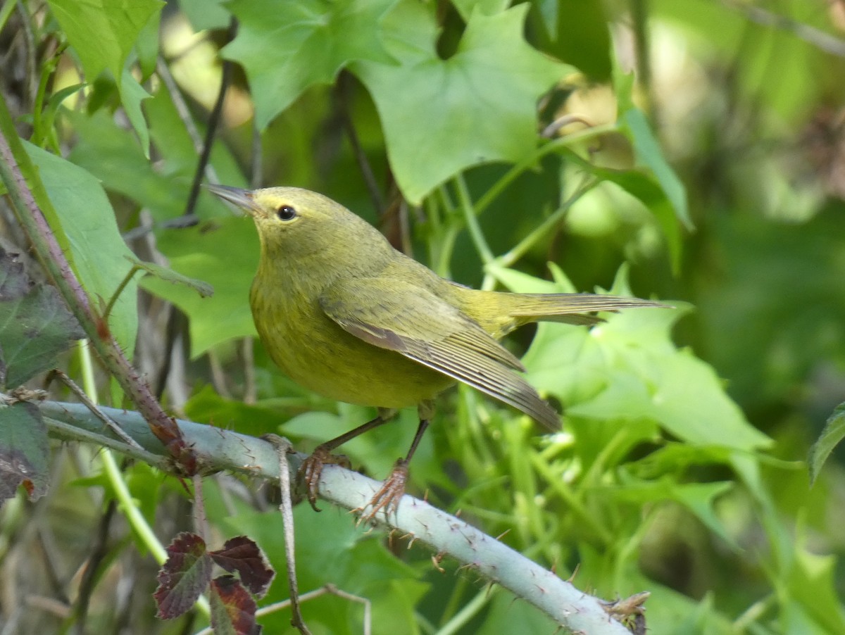 Orange-crowned Warbler - ML616131878