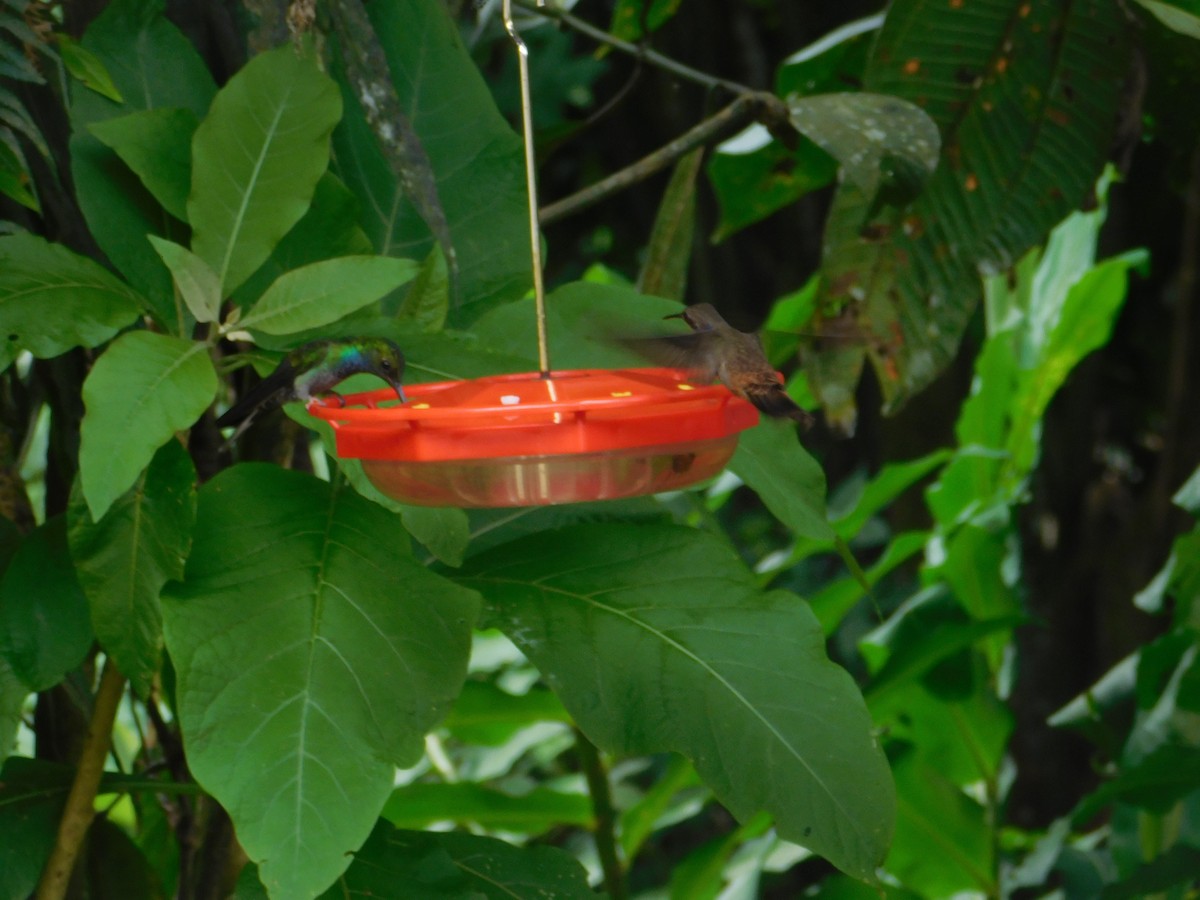 Colibri à queue blanche - ML616131923