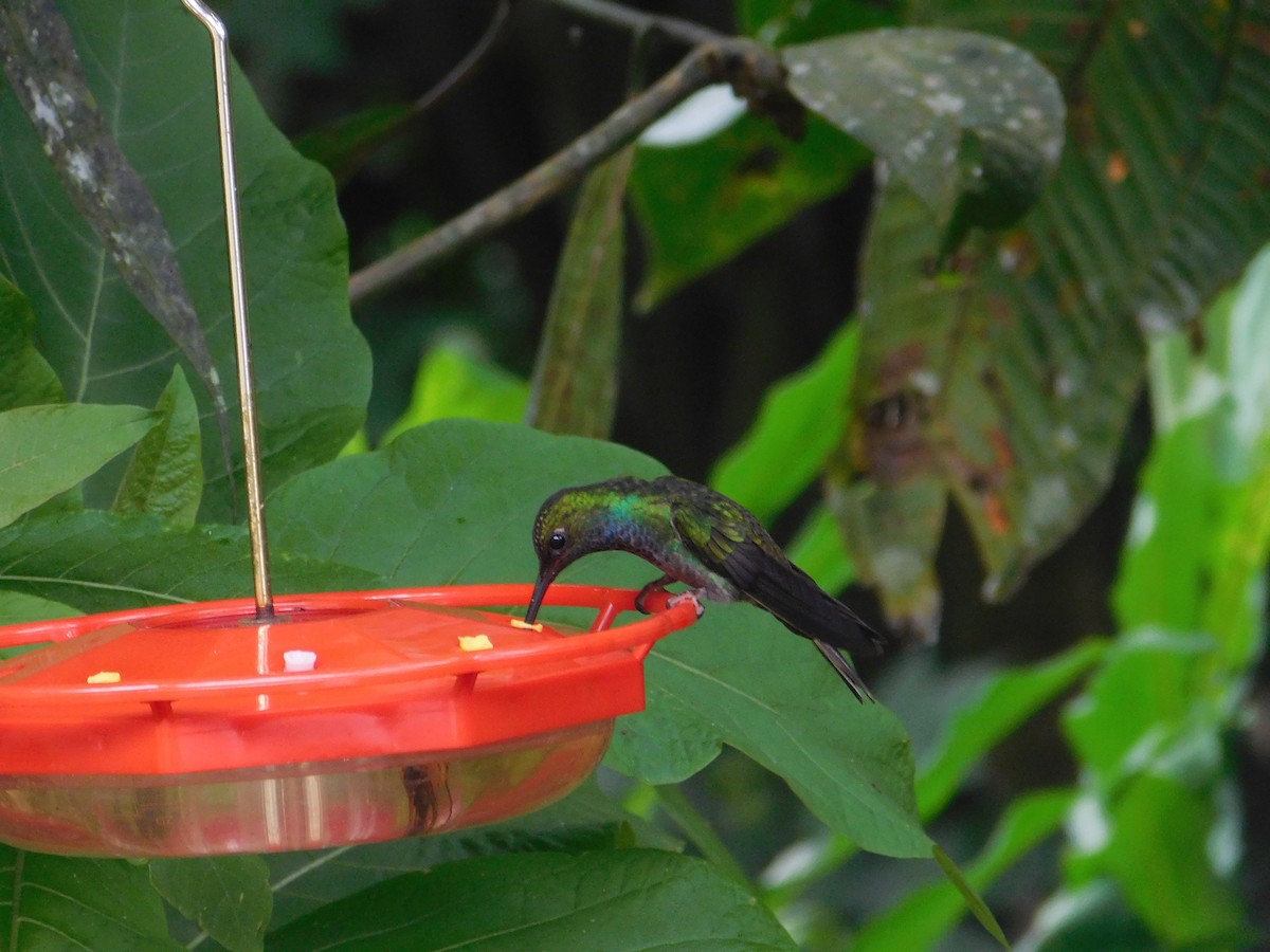 Colibrí de Bouguer Oriental - ML616131929