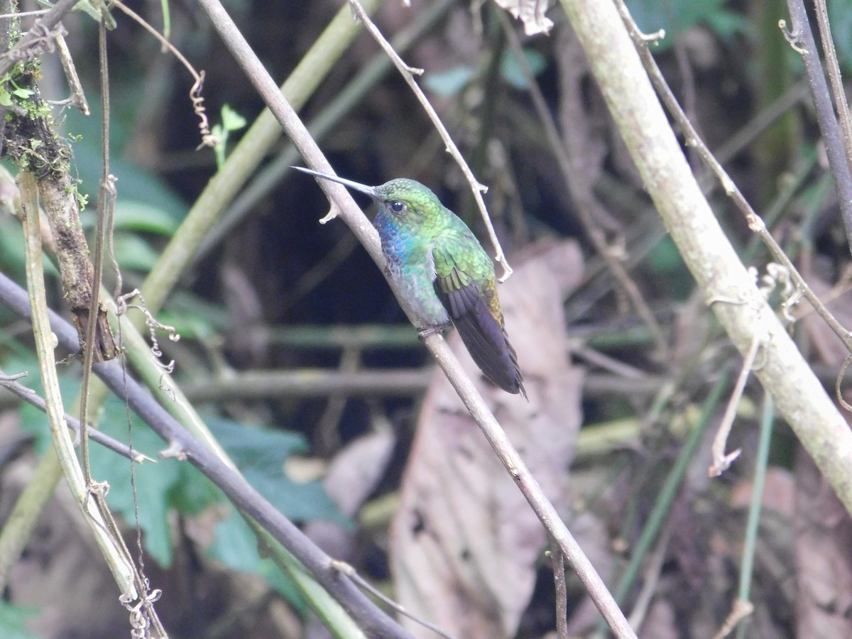 Green-backed Hillstar - ML616131940