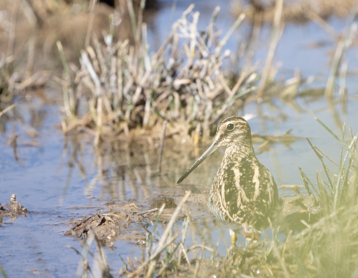 Puna Snipe - ML616131969