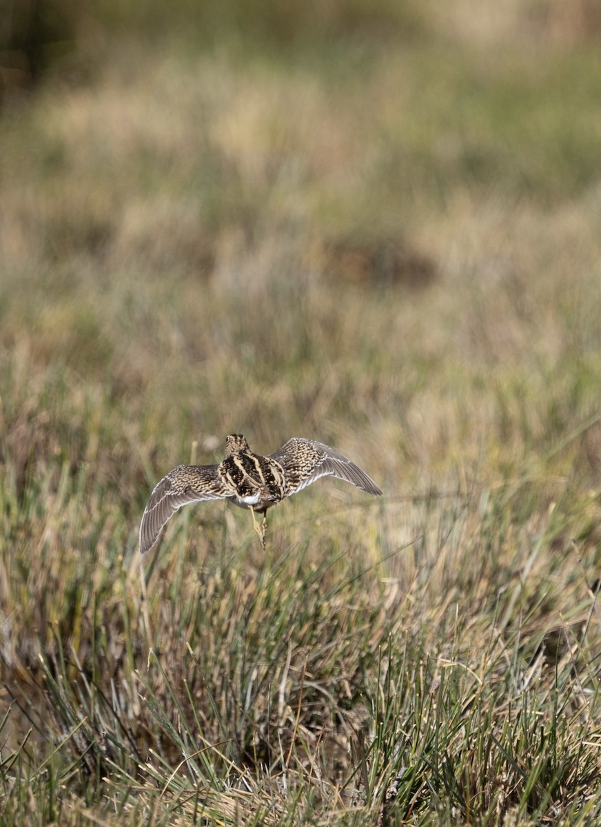 Puna Snipe - Sergio Jaque Bopp