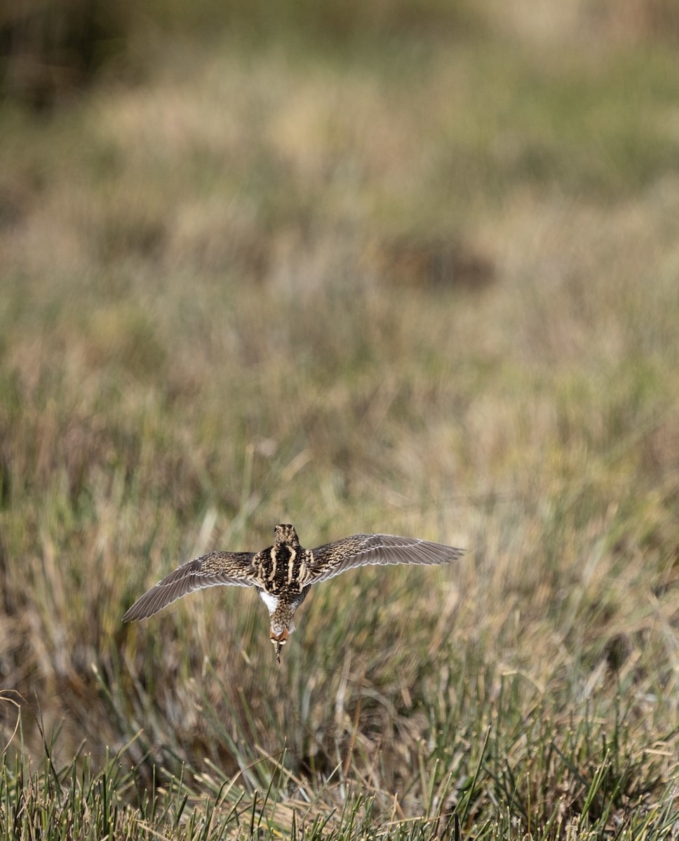 Puna Snipe - ML616131971