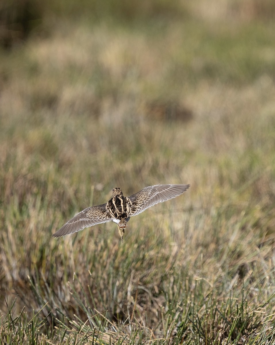 Puna Snipe - ML616131972