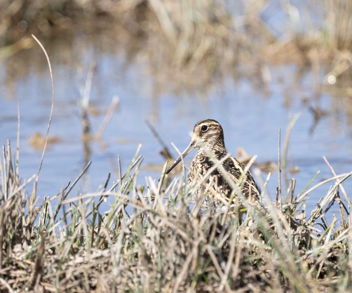 Puna Snipe - ML616131973